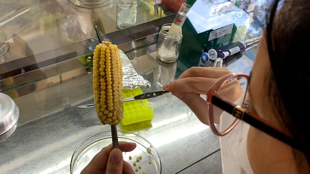 Ciência SP | Desenvolvimento de plantas transgênicas