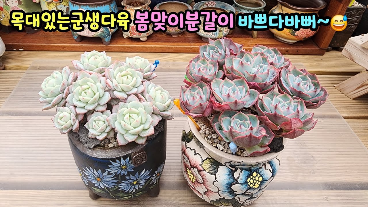 260308 목대있는군생다육수형교정하며분갈이해요~봄되니바쁘다바뻐~~~😅