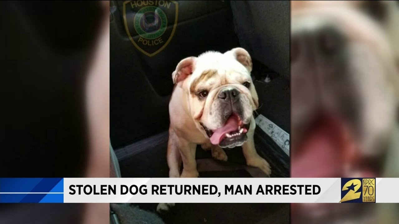 Stolen dog returned, man arrested