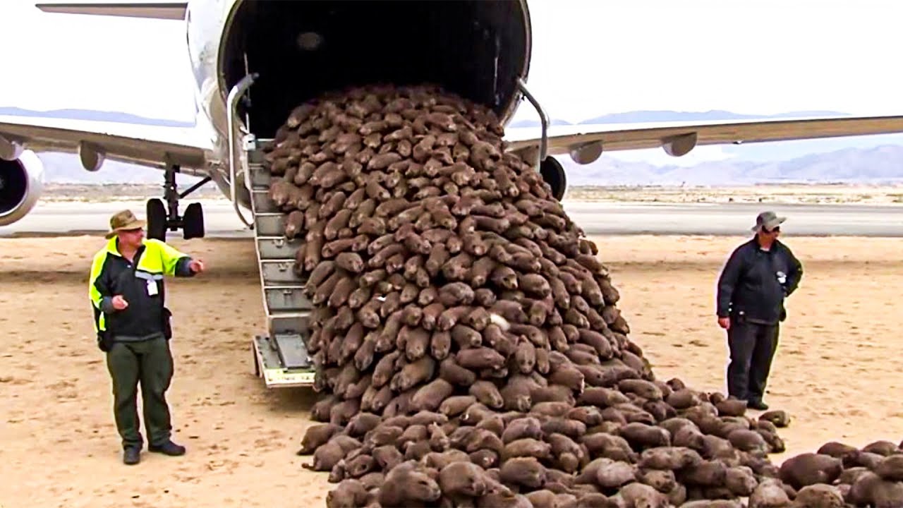 They Put Beavers On Dead Land With No Trees — What Happened Next Is Unreal | Documentary