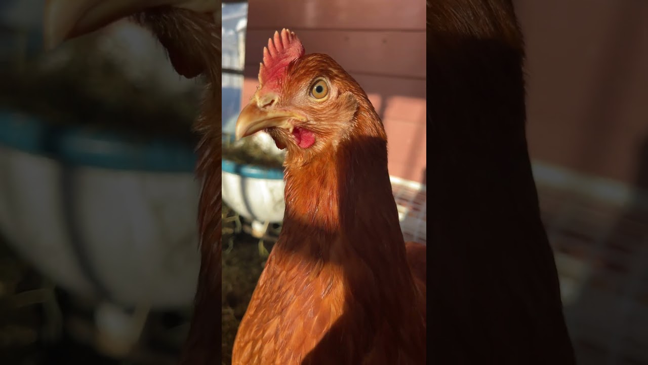 Our Chicken’s 🐓