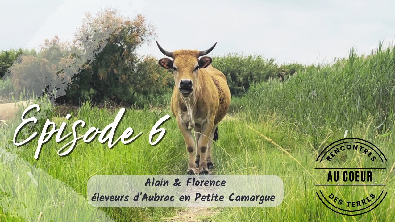 RENCONTRES AU COEUR DES TERRES EP 6 FINAL : RACE AUBRAC EN CAMARGUE CHEZ ALAIN & FLORENCE !