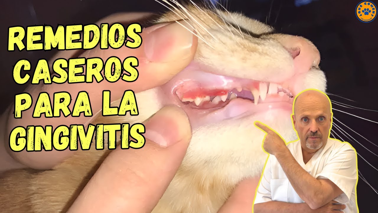 🐱 TRATAMIENTO DE LA GINGIVITIS EN GATOS CON REMEDIOS CASEROS 🐱
