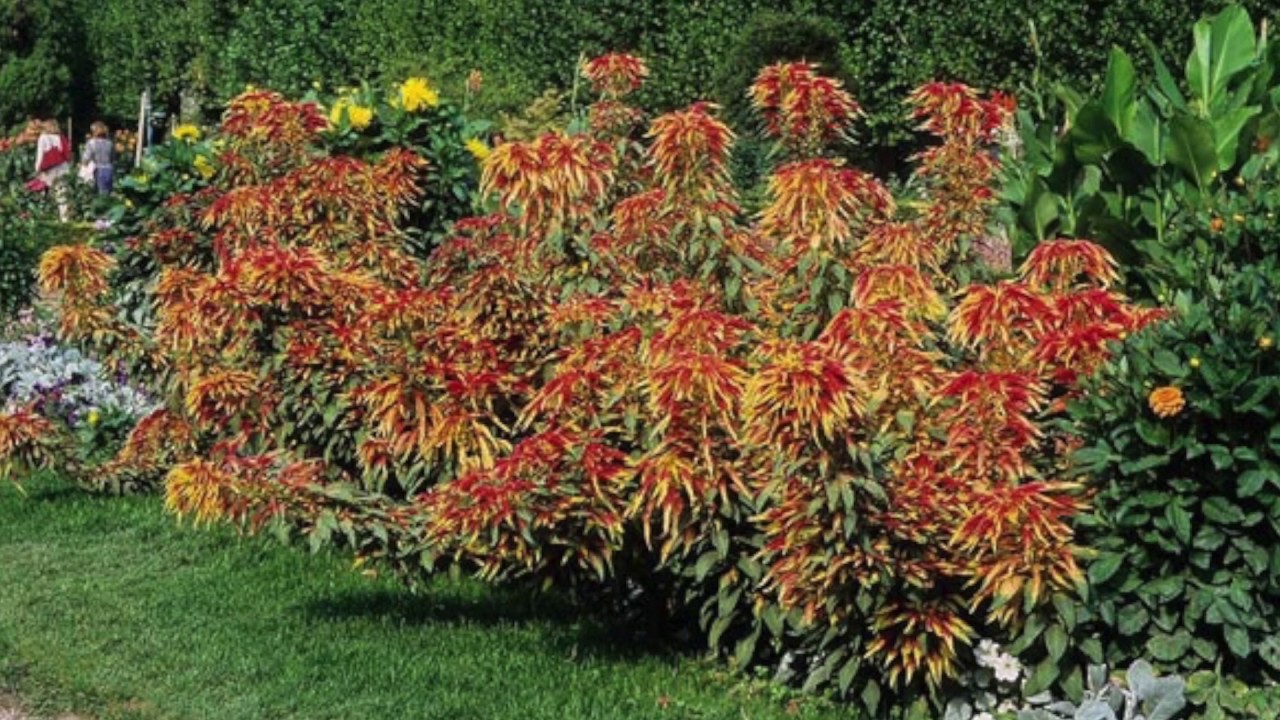 Amaranthus Tricolor