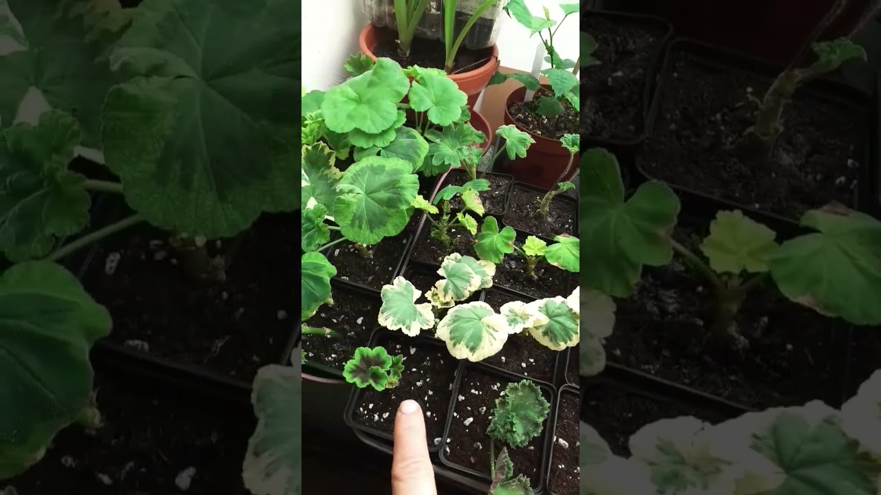 Update zu Pelargonien Stecklingen- 2 Wochen und ein Manat nach dem einpflanzen.