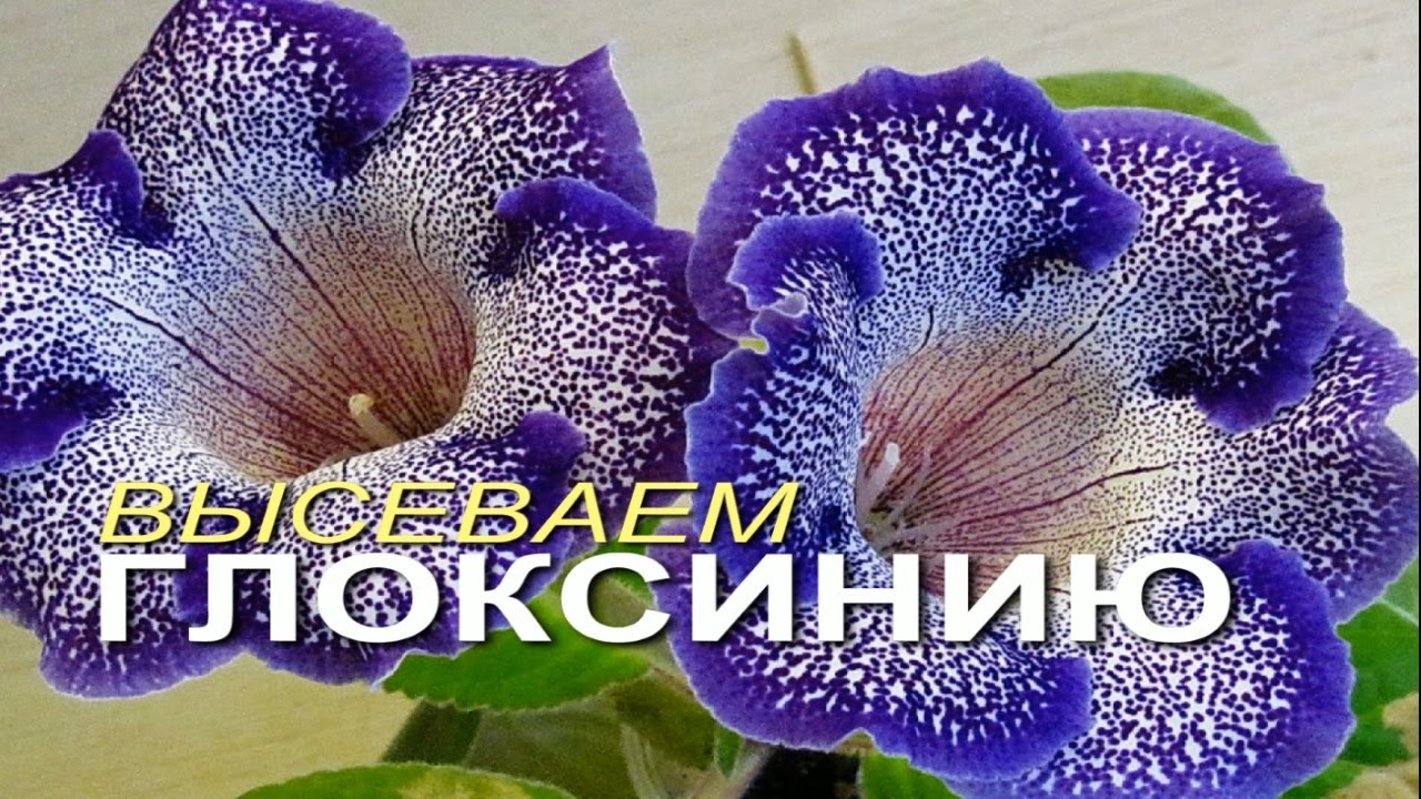 Выращивание ГЛОКСИНИИ из семян! Способ ПОСЕВА! Советы от ЗЕЛЕНОГО ОГОРОДА!