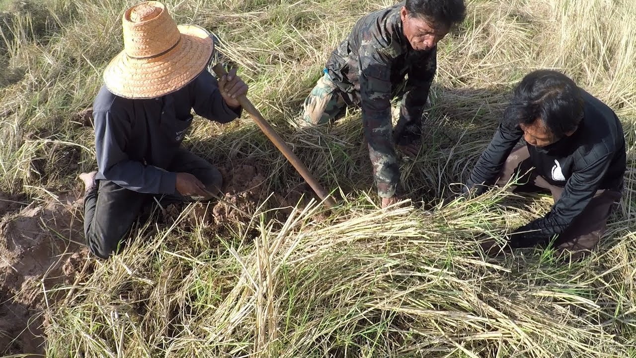 ล่าหนูพุกตอนกลางวันด้วยวิธีพื้นบ้านอีสาน ขุดหนูพุกจับหนูนา หาอยู่หากินแบบ วิถีอีสาน