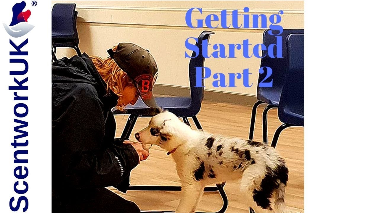 Scentwork - How to Start Part 2