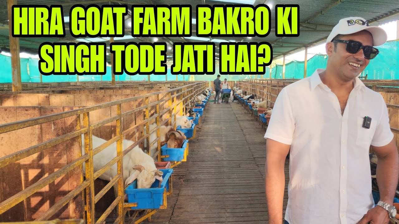 Kiya Hira Goat Farm Pe Bakro Ki Singh Tode Jati Hai ? Panvel Navi Mumbai