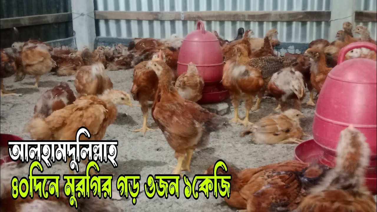আলহামদুলিল্লাহ ৪০ দিনে আমার মুরগী ১কেজি