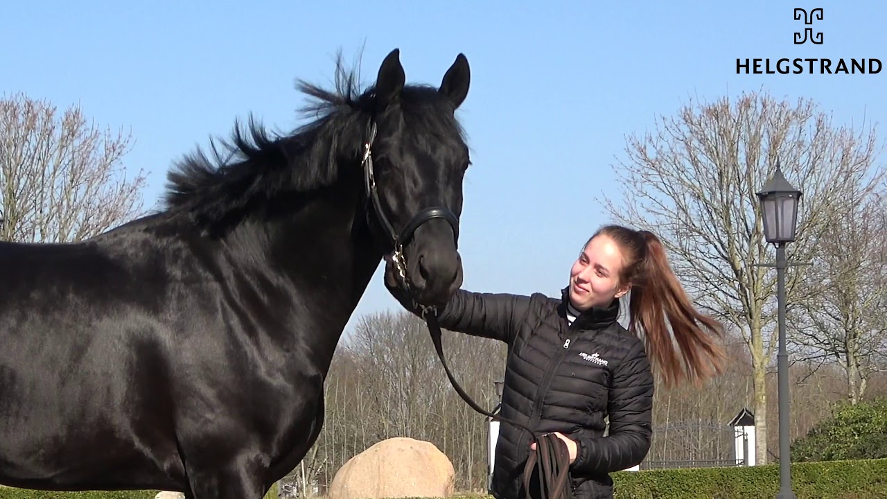 Total McLaren by Totilas/De Niro, stallion, born 2017