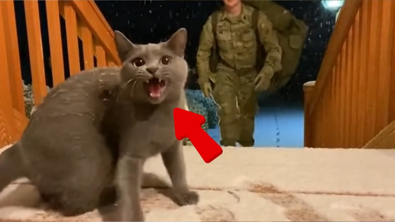 🥰🥰🥰Soldier Dads Come Home After Years. Cats Reactions Are Priceless! #cat
