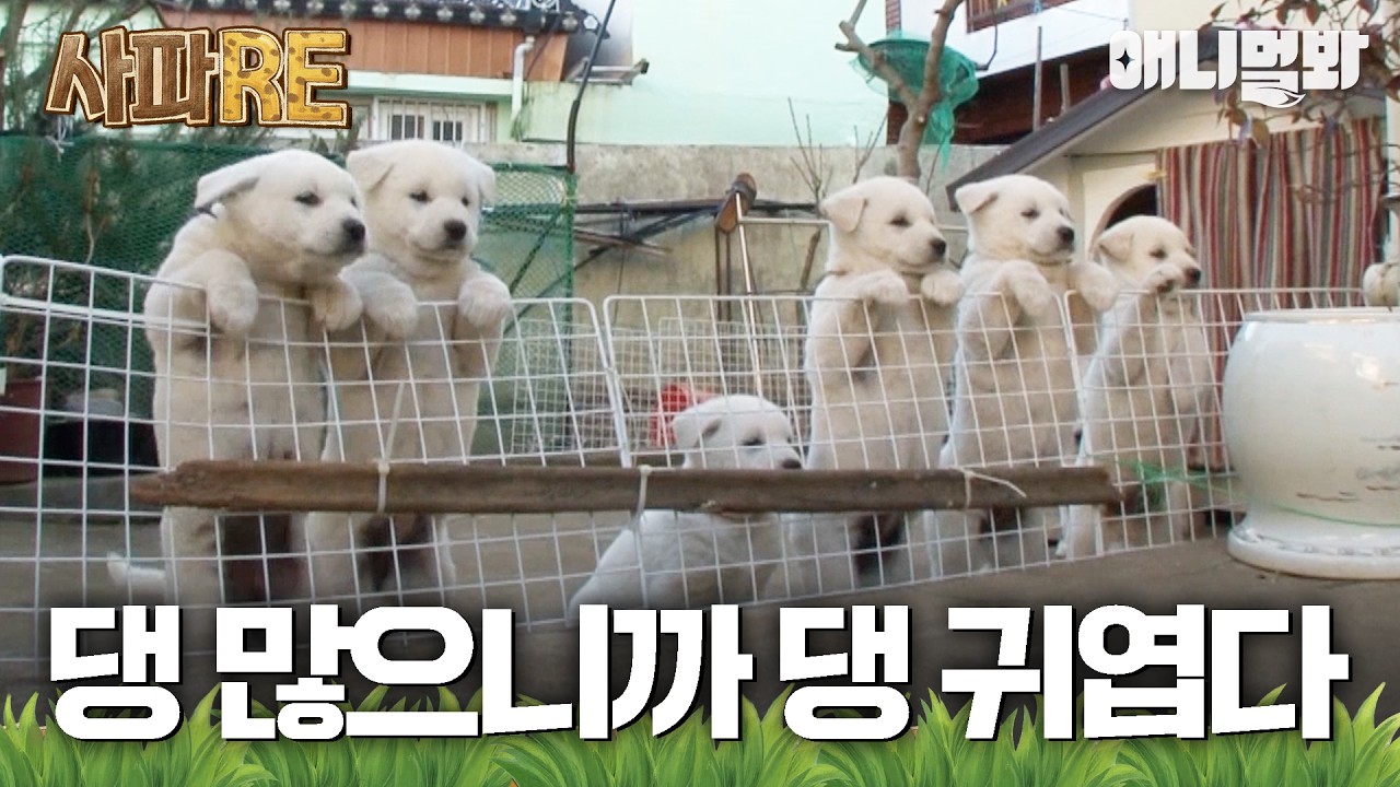 [#사파RE] 댕댕이 열마리가 한 집에 있어~🐶🏠 귀여움 10배 이벤트!!💖 #TV동물농장 #AnimalFarm #애니멀봐