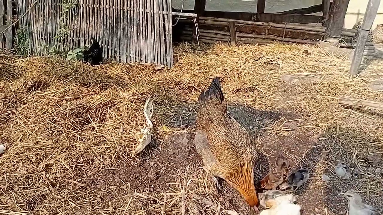 A mother hen feeding her little chicks  asmr 