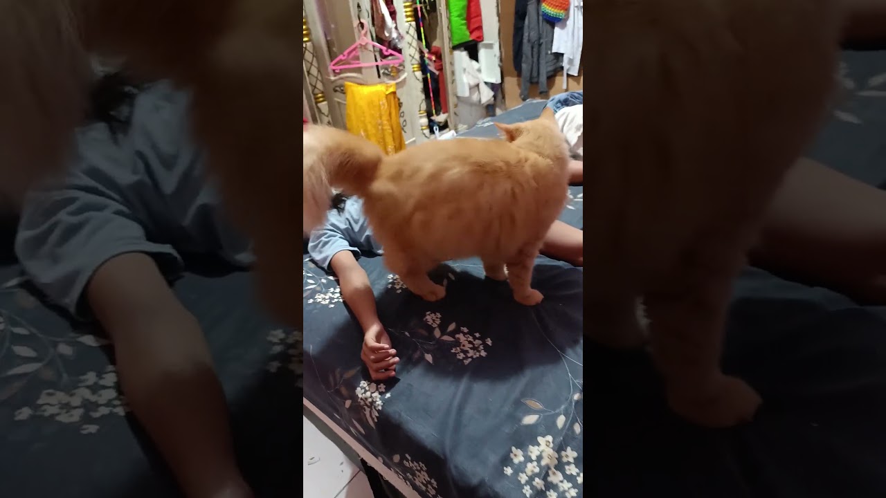 funny cats #cats #cute #pets #meow #instacat #catlover #kittensofinstagram #animaloveras