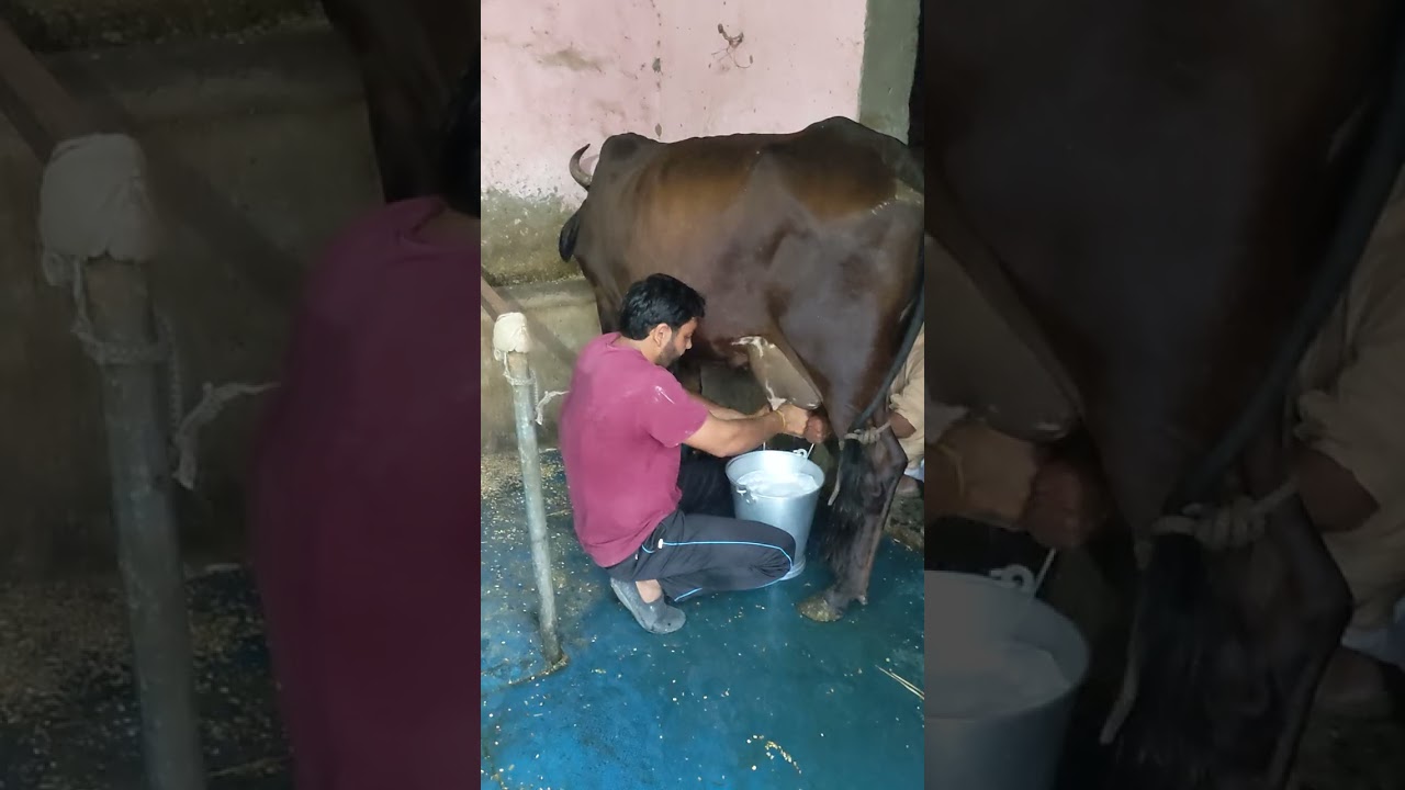 Girlando Cow#viral #desi #youtubevideo