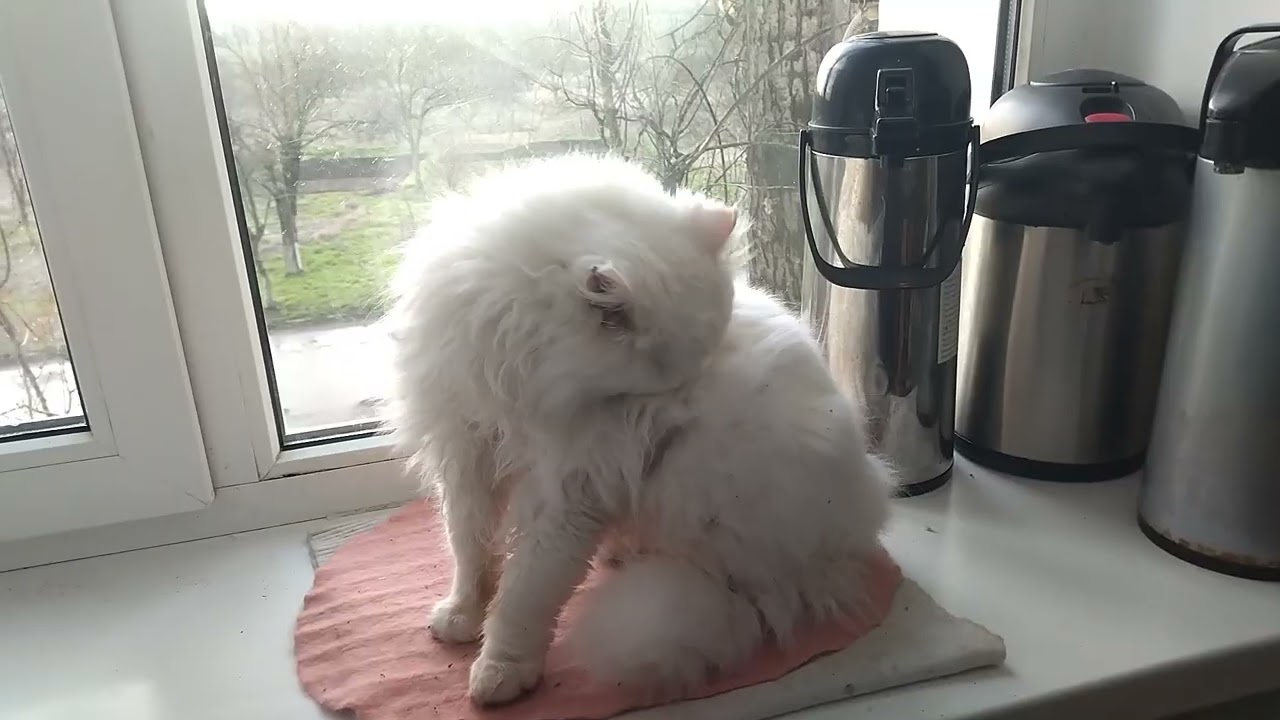 Cat Lisa Climbed Under the Blanket to the Mistress - Decided to Sleep🐱