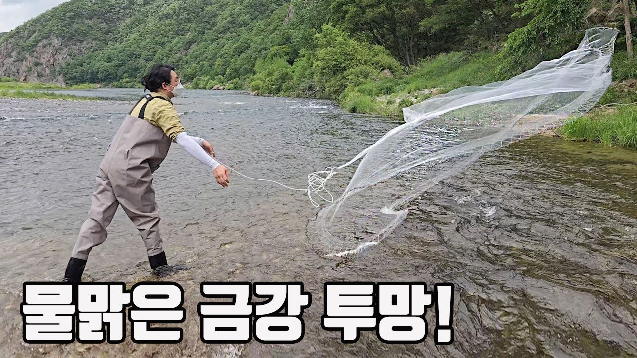 물맑은 금강에서 투망을 쳤더니 생전 처음보는 희귀물고기가 나왔다! 어류박사님도 놀라네요 ㄷㄷ