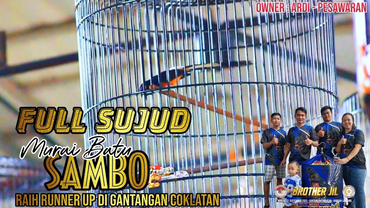 FULL SUJUD‼️Murai Batu SAMBO Raih Juara di Gelaran BROTHER JIL Coklatan
