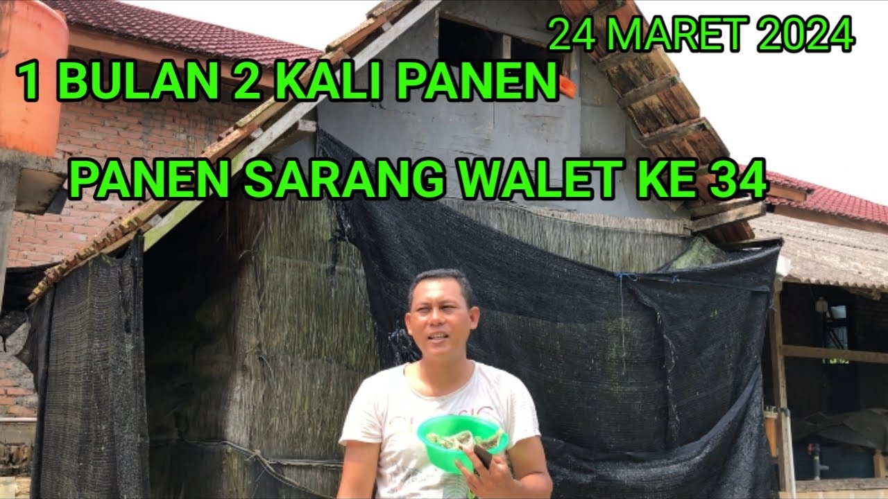 1 bulan 2 kali panen sarang walet , rumah walet paling sederhana terkecil di dunia 2x2