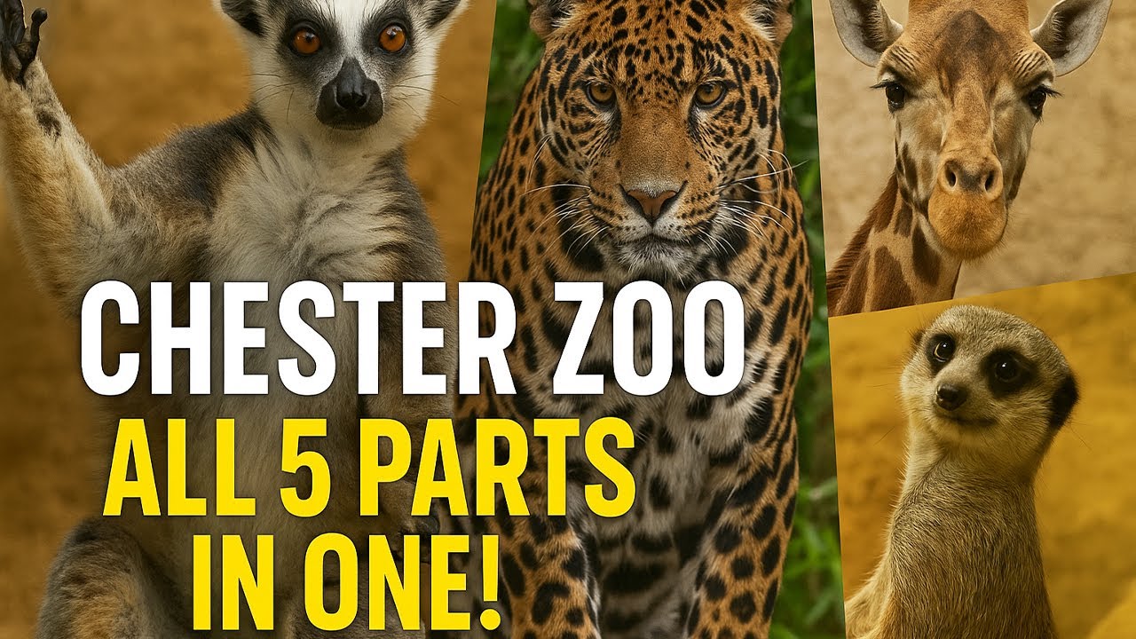 Chester Zoo: full TOUR - lets go see some furry FRIENDS
