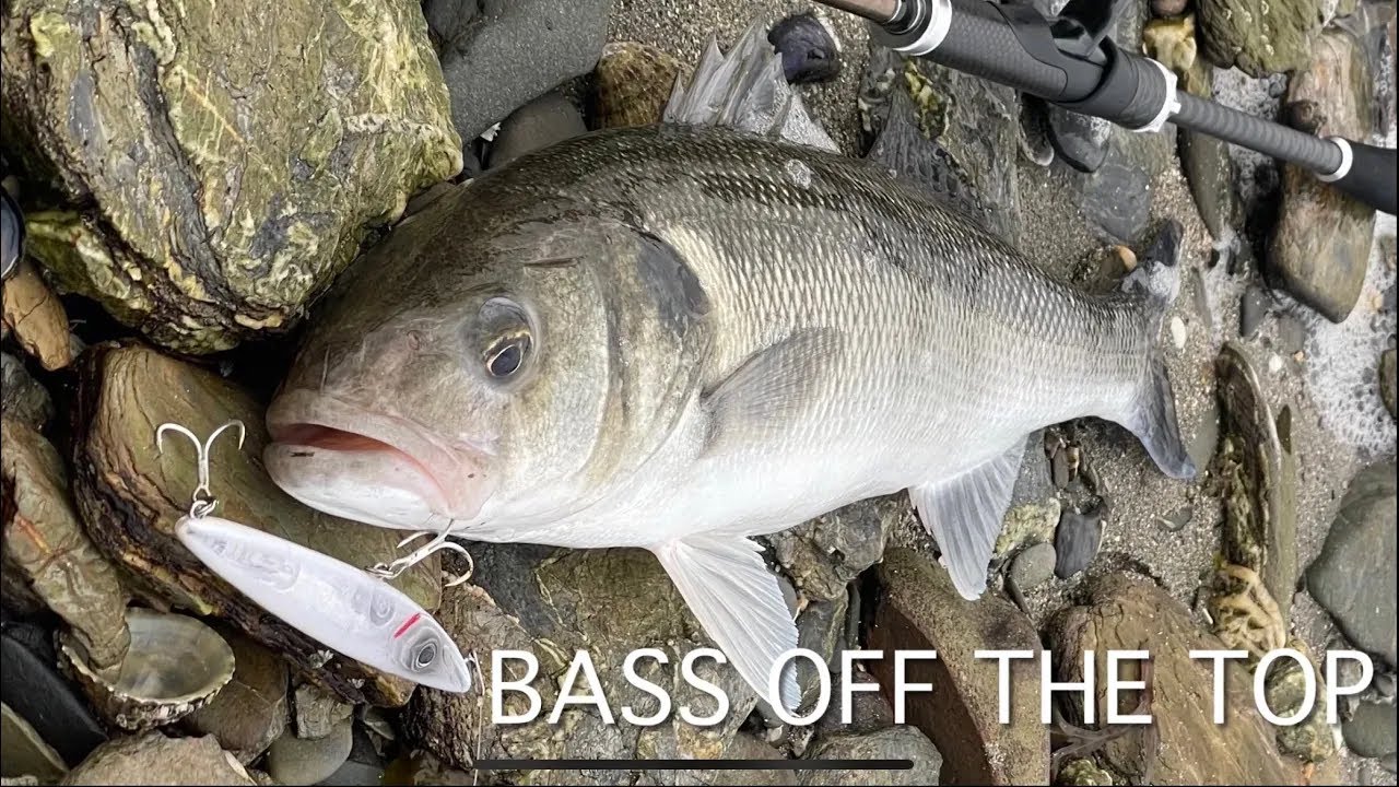 Bass topwater take on film. Cornish lure fishing.