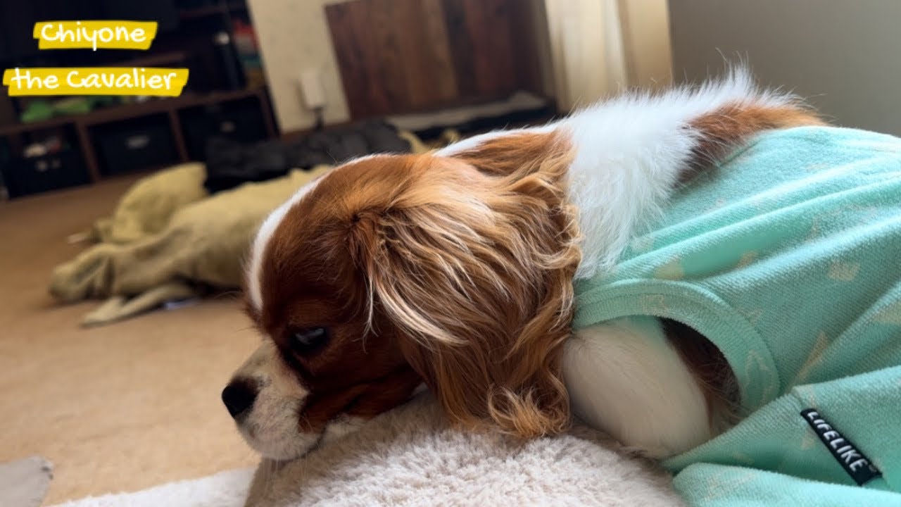 北海道で犬の避妊手術に腹腔鏡を選択するということ / The puppy with spay in Hokkaido