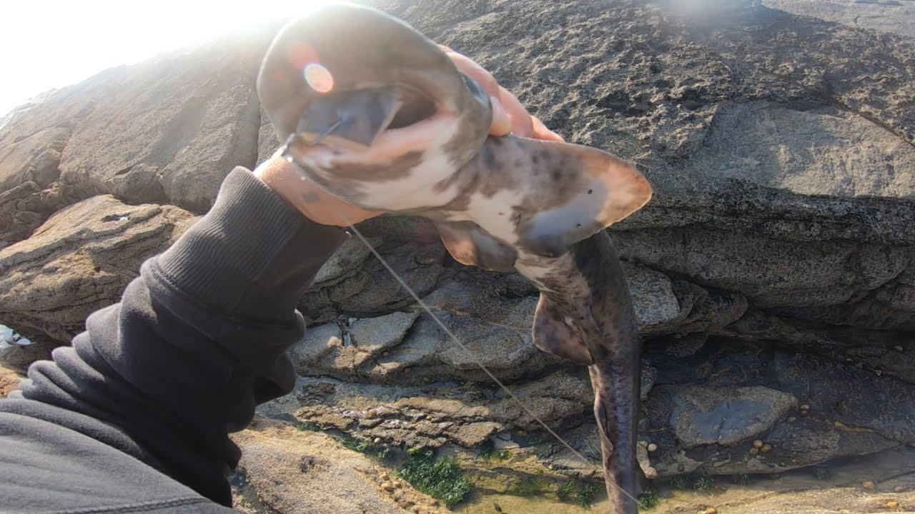 Sharks in Ireland: fishing for Dogfish (Catshark) on Hook Peninsula in Celtic Sea.