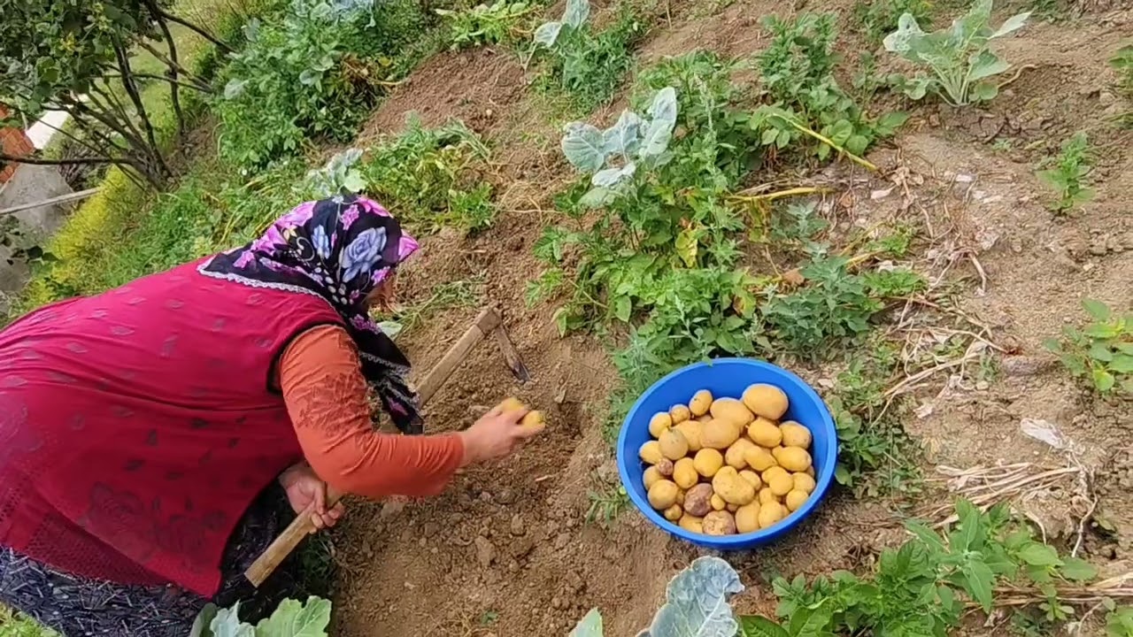 🥔🧺 Köyde Patates Sökümü Başladı! Bahçeden Çıkarıyoruz, Bakın Ne Kadar Var