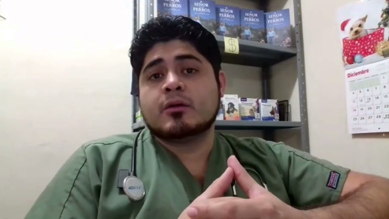 Alergias en perros, que son y cómo combatirlas.