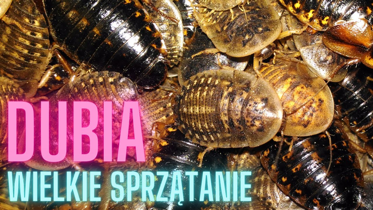 Karaczany DUBIA - Wielkie sprzątanie :-)