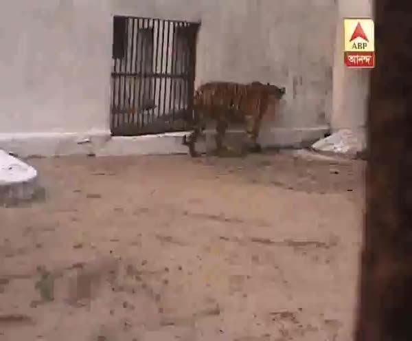 Alipur Zoo authority brings 4 new tigers with VIP treatment