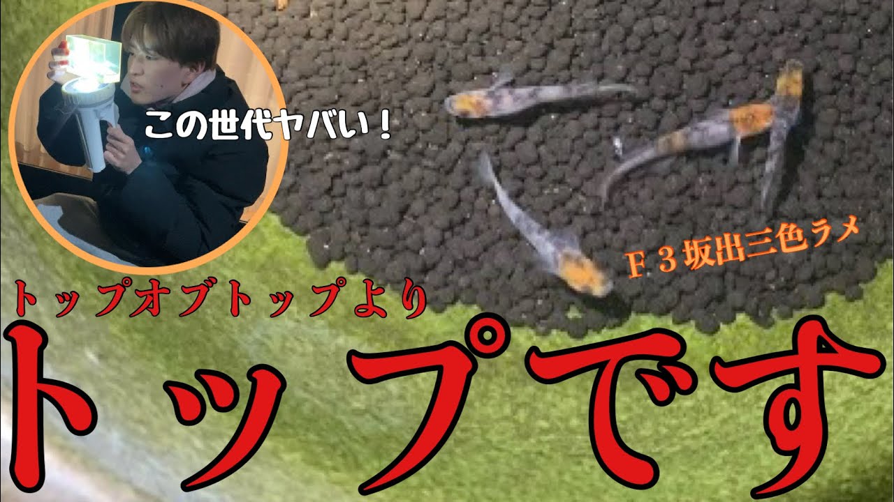 【坂出三色ラメ】最強より最強の種親２ペア決めました！