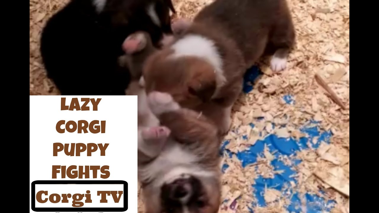 Lazy Corgi Puppy Fights