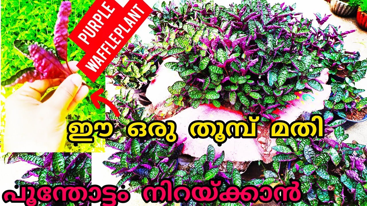 💜ഒരു തൂമ്പുണ്ടെങ്കിൽ നിങ്ങൾക്കും ഒരുക്കാം മനോഹരമായൊരു purple💜 waffle തോട്ടം/bushy growing Red🔴ivy