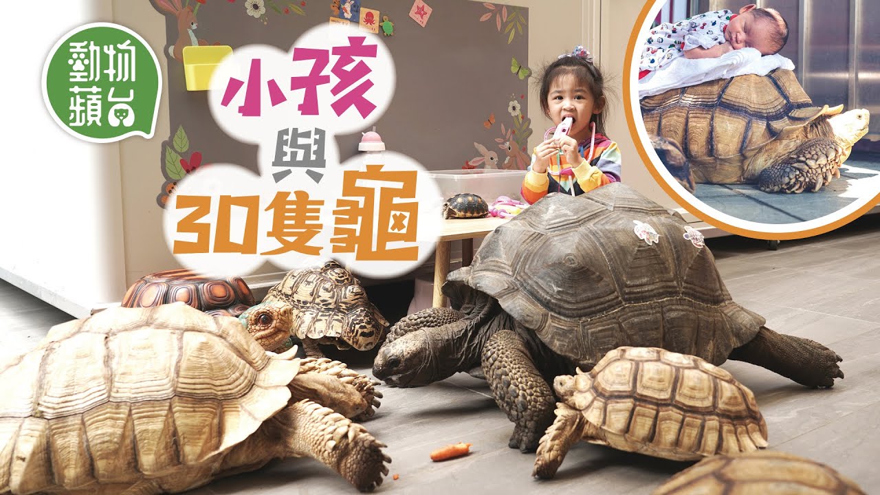 2歲半妹妹與30隻龜同住 自出生起愛騎巨龜  偷吃龜零食 幫忙清潔龜殼  母昐巨龜能一代代傳下去 