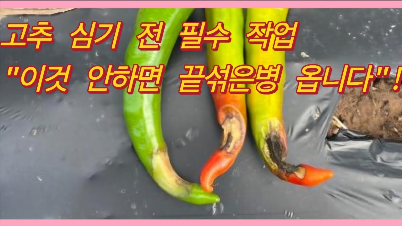 고추 정식 전 이것 안 하면 끝섞은병 옵니다! 칼슘 공급 핵심!(농사의신)