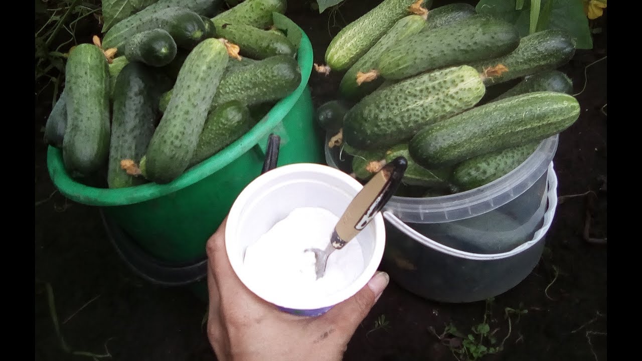 ПУСТОЦВЕТА НЕ БУДЕТ НА ОГУРЦАХ!