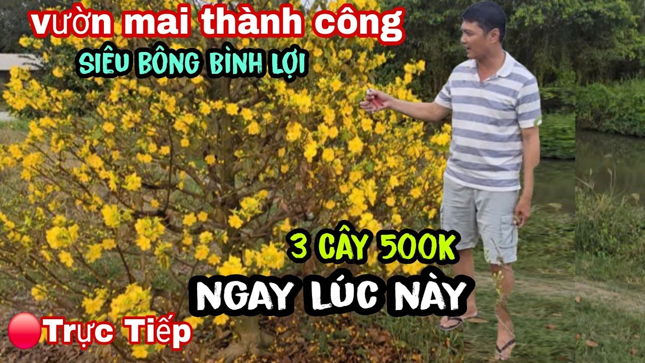 Chủ Vườn Mai Thành Công Bán Xả Hết Vườn Siêu Bông Bình Lợi Giá Rẻ Nhất Cả Nước 