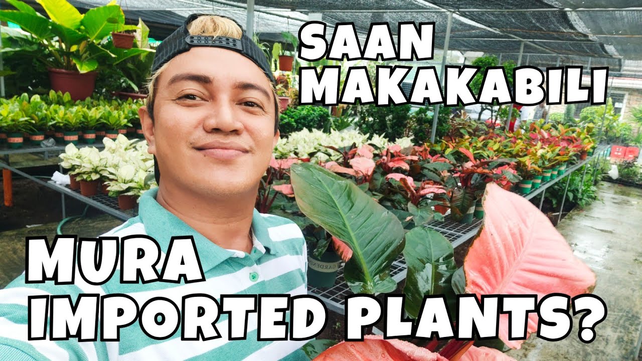 WHERE TO BUY CHEAP IMPORTED PLANTS FROM CHINA & THAILAND? | SUGOD GARDEN
