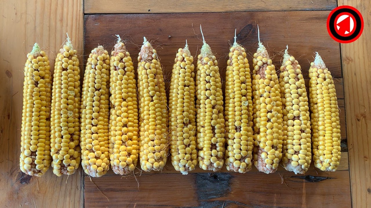 Illinois Seed Corn Trial