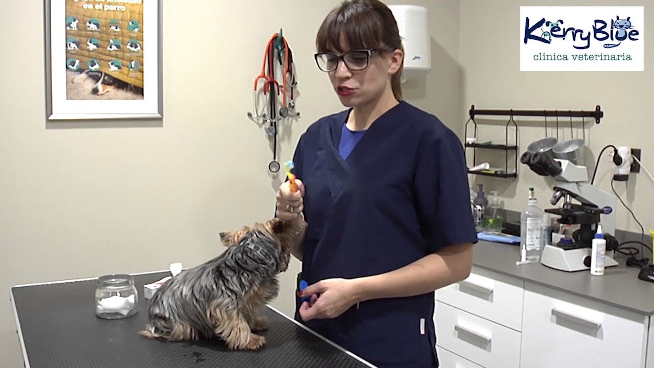 Como limpiar los dientes a tu mascota