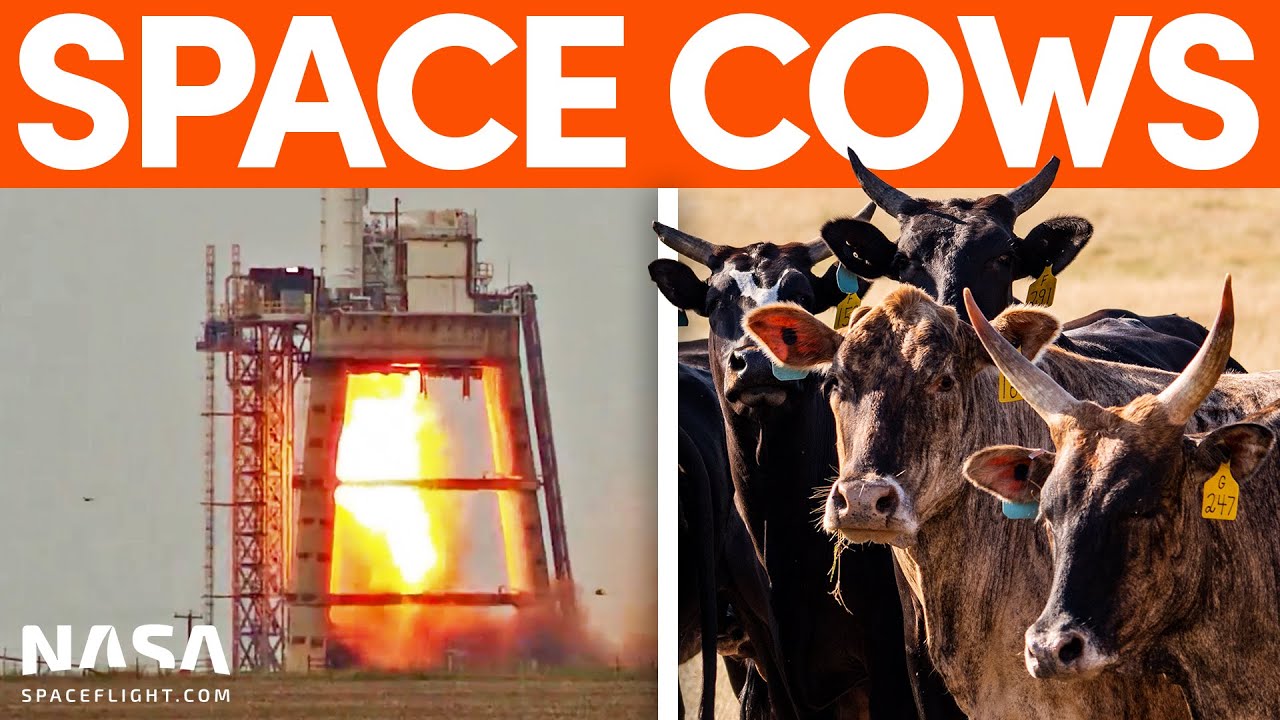 SpaceX Cows Watch Raptor Engines Explode