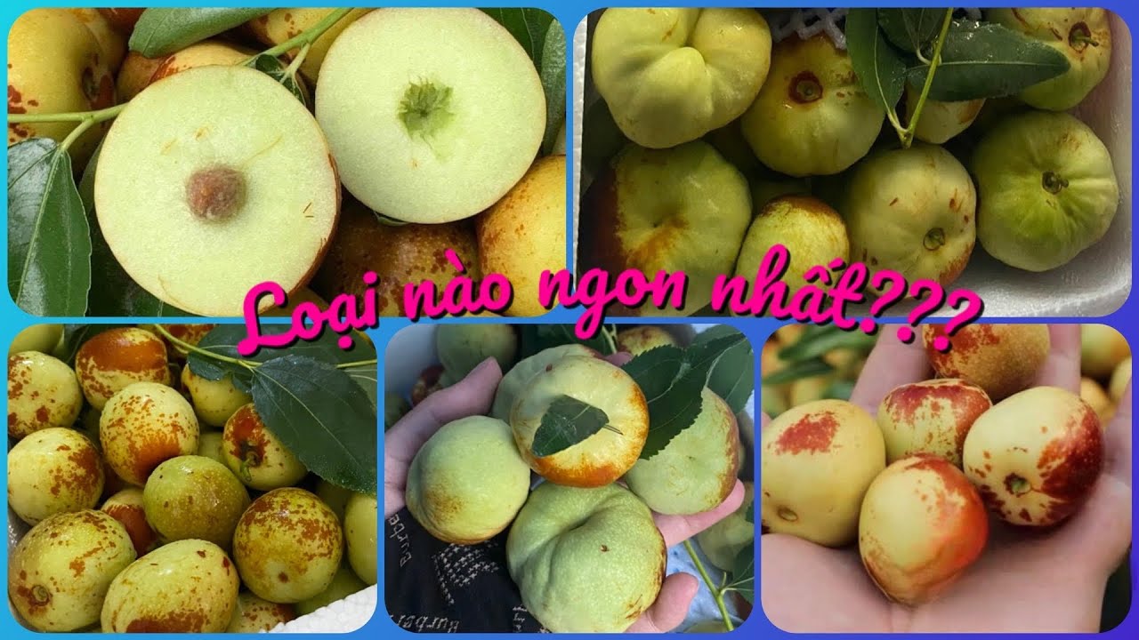 So sánh táo tàu quả dẹt và quả tròn (dài) loại nào ngon và đáng trồng hơn???