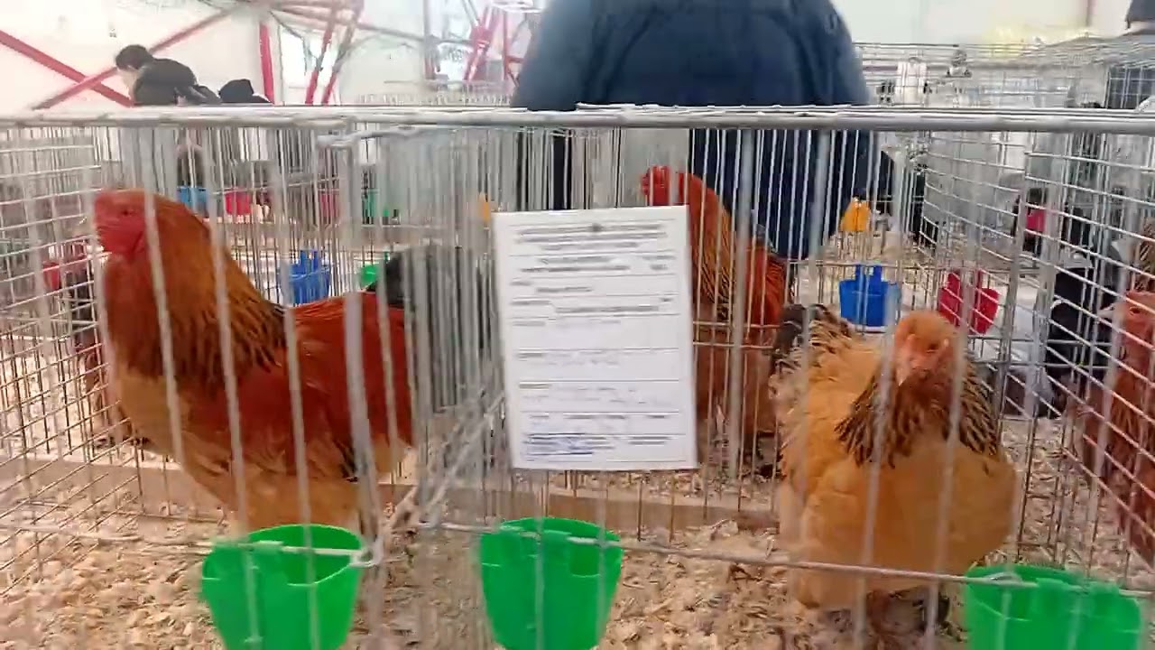Expozitia Pajura, Popesti,leordeni 