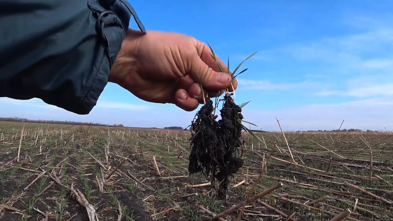 Смотри в корень! Глубина посева и развитие пшеницы.