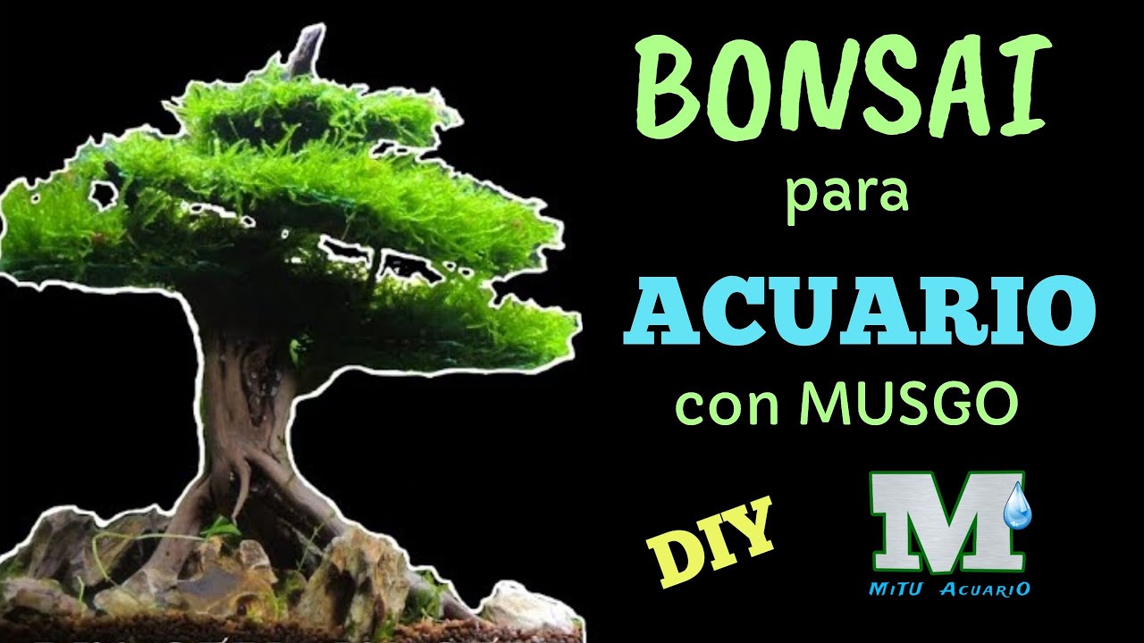 DIY Bonsai Acuario con Musgo (STEP BY STEP)🌳👍-=l[MiTu HD]l=-