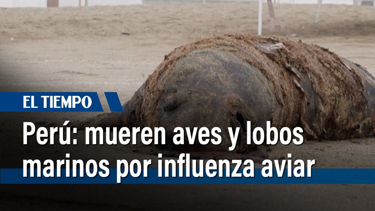 Per&uacute; reporta muerte de 585 lobos marinos y 55.000 aves por influenza aviar | El Tiempo