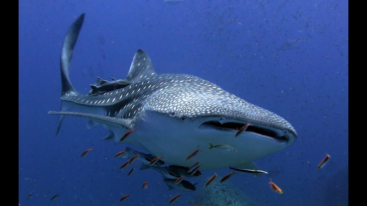 Diving the Andaman Sea