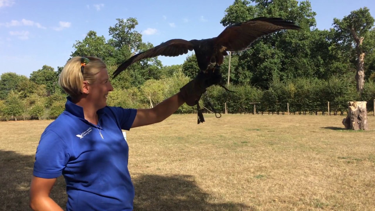Rossi the Harris Hawk Flying Free